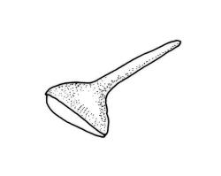 Eurhynchium asperipes, operculum. Drawn from A.J. Fife 6828, CHR 449024.
 Image: R.C. Wagstaff © Landcare Research 2019 CC BY 3.0 NZ
